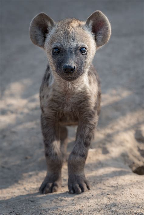 A baby hyena cub looks towards the camera. Baby Wild Animals, Safari Animals, Animals And Pets ...