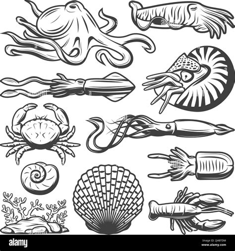 Vintage marine life collection with octopus shrimp squid cuttlefish crab lobster seaweed prawn ...