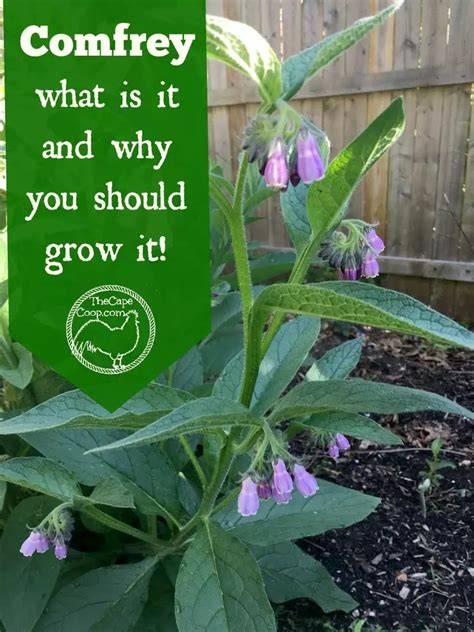 Comfrey what is it & why you should grow it - The Cape Coop