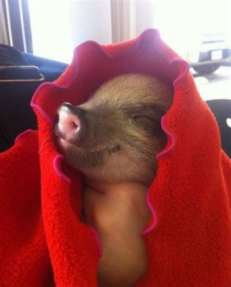 National Pigs-In-A-Blanket Day | Pigs-In-A-Blanket – The Foodie Patootie