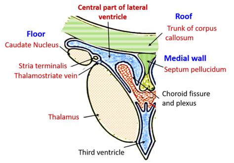 Lateral Ventricle , Parts, boundaries, tela choroidea, choroid plexus ...