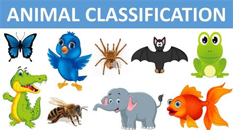 Classification of Animals || Types of Animals || Animal Groups || Science videos - YouTube