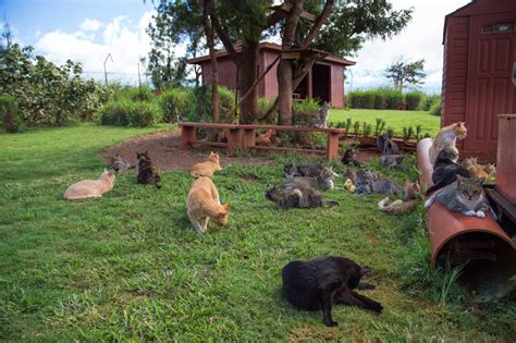 Nirvana for Kitties: The Lanai Cat Sanctuary - Hecktic Travels