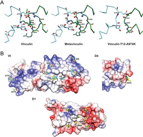 Conformational states during vinculin unlocking differentially regulate focal adhesion ...