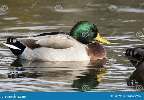 Resident Mallard Drake Duck on Georgia Pond Stock Image - Image of birding, green: 165774113