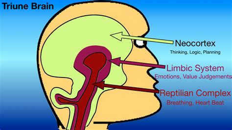 The Triune Brain - How your mind works