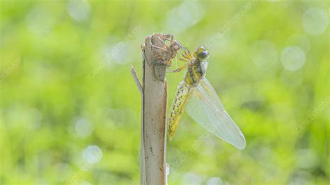 Dragonfly metamorphosis, timelapse - Stock Video Clip - K010/2894 ...