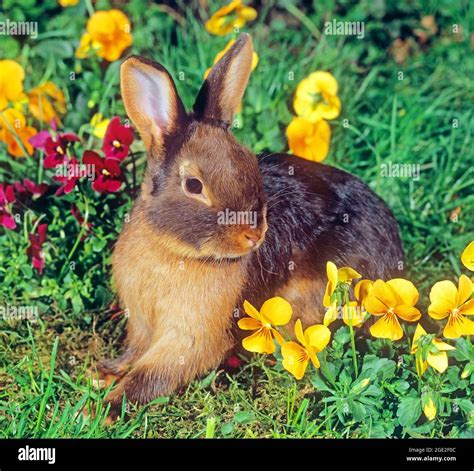 Dwarf Rabbit. A brown tan-colored dwarf rabbit sits in a garden meadow with horned violets ...