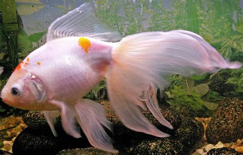 Goldfish Care - Types | Pictures | Diseases and Treatment: Veiltail Goldfish Pictures