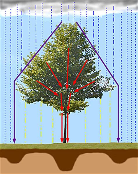 Drainage Basin System -Interception, Stemflow, Canopy Drip, | CIE Geography - South Africa