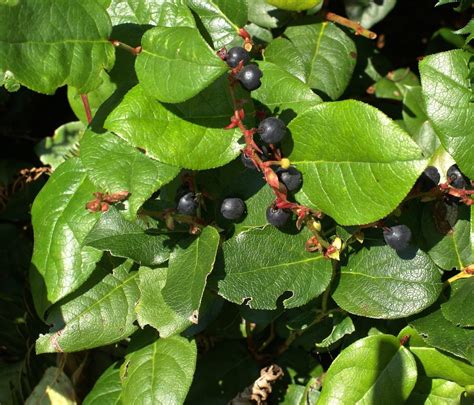 Health Benefits Of Salal Berries, Top 05 Health Benefits Of Salal Berries