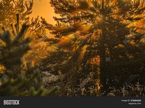 Sunrise Pine Forest Image & Photo (Free Trial) | Bigstock