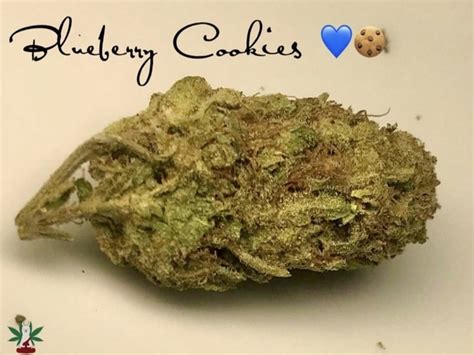 Blueberry Cookies Cannabis in Arlington, VA | Leafy Llama