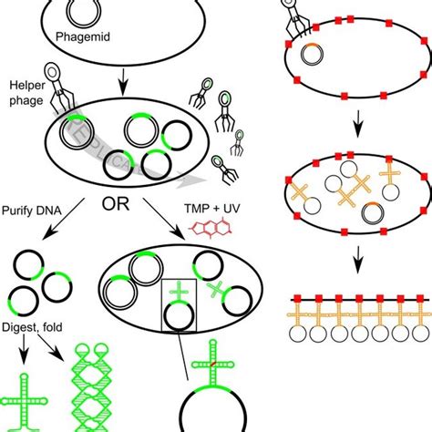 In vivo replication and assembly of DNA nanostructures. (A) The in vivo... | Download Scientific ...