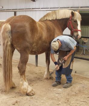 Horse Farriers | Three Days, Three Ways