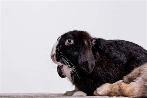 Free Photo | Fluffy rabbit pet portrait