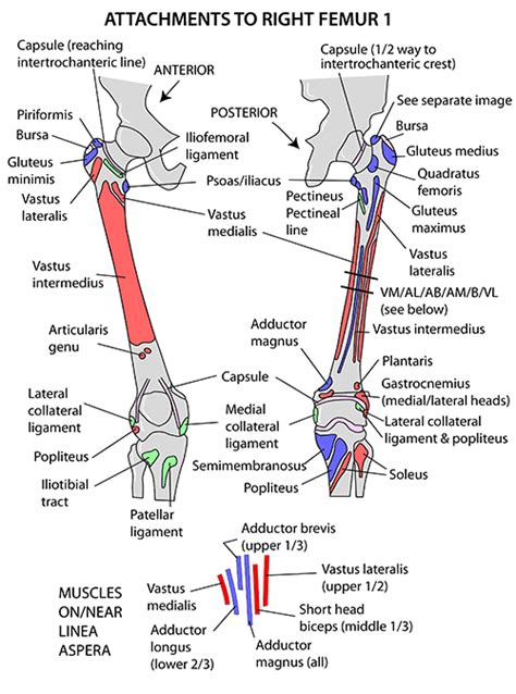 Instant Anatomy - Lower Limb - Muscles - Femur