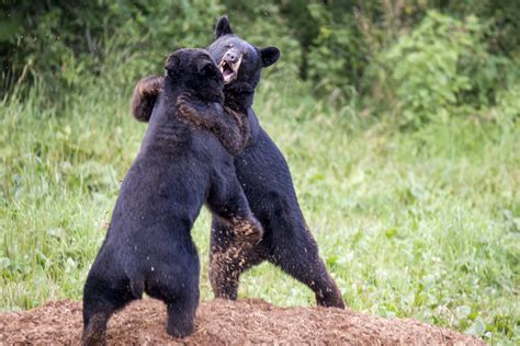 Fight Between Two Bears in Carport Caught on Camera - Newsweek