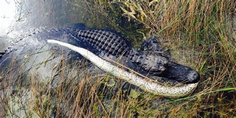 This Alligator Just Fought A Python In The Everglades And Won | HuffPost