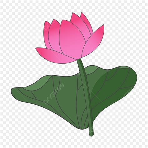 Image de Fleur: Fleur De Lotus Rouge Dessin