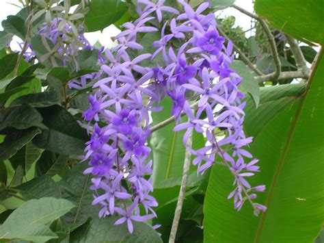 Petrea volubilis (Queen's Wreath3) - Richard Lyons Nursery, Inc.