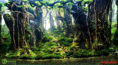 Live aquarium plants, Aquascape, Aquascape aquarium