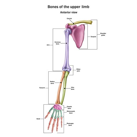 Upper Limb Diagram