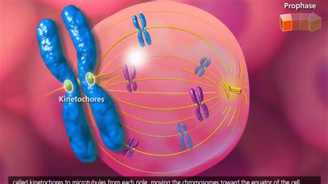 Mitosis Animation Youtube