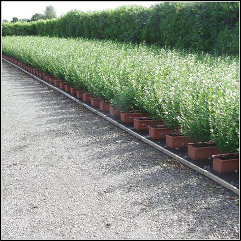 Buy Instant Hedge Plants | Instant Hedging in Troughs | Hopes Grove ...