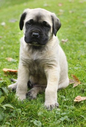 Zorba the Mastiff, Rare Mastiff Dog Breeds, English Mastiff Pictures