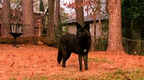 Rare black coyote has people watching their pets more closely | FOX 5 ...