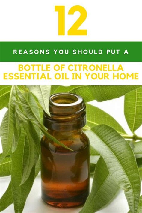 12 Citronella Essential Oil Benefits That You Should Know About | Citronella essential oil ...