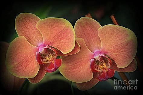 Orchids in Shades of Yellow and Pink Photograph by Dora Sofia Caputo