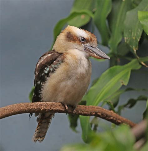 Pictures and information on Laughing Kookaburra