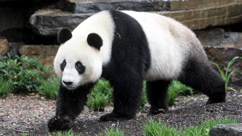 Penny Wong unveils pandas Wang Wang and Funi at Adelaide Zoo