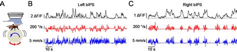 17: Example recordings from bIPS during walking (A) Schematic of the ...