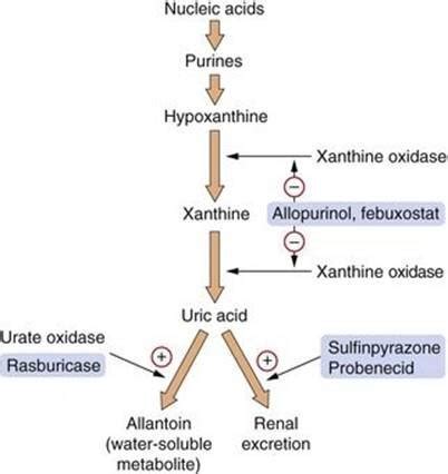 Everything You Need to Know about Tumor Lysis Syndrome — tl;dr pharmacy