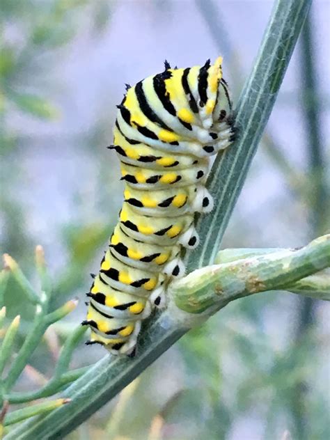 Black Swallowtail caterpillar on dill plant Swallowtail, Spiders ...