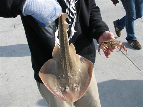 Huntington Beach Pier - Pier Fishing in California