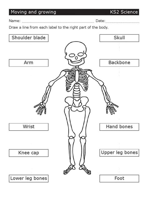 Free Ks2 Worksheets Science | K5 Worksheets