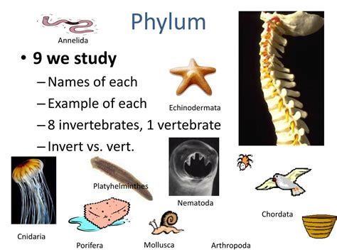 PPT - Introduction to Zoology: Classification, Taxonomy Intro, and Body Systems PowerPoint ...