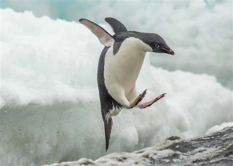 20+ Types of Penguins: Everything You Need to Know - A-Z Animals