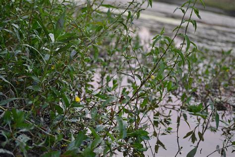 River plants Photograph by Gabrielle Smith - Fine Art America