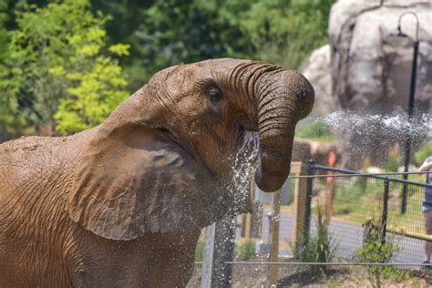 African Savanna Elephant | The Maryland Zoo