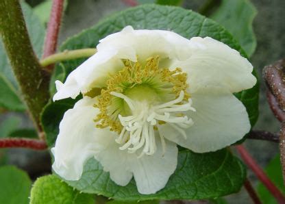 Kiwi Pollination - Pollinating Kiwifruit