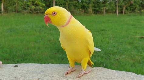 Yellow Indian Ringneck Parrot | Hot Sex Picture