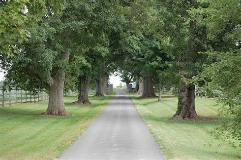 Best Trees For An Idyllic Tree-Lined Driveway