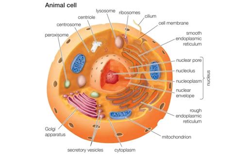 Animal Cell Worksheet Answers – Englishworksheet.my.id