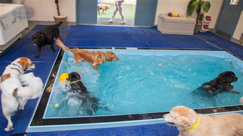 Take Your Pooch for a Swim at a Dog Pool!