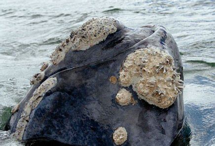 Kelly Dilliard: Individual Right Whale Identification, May 19, 2105 ...